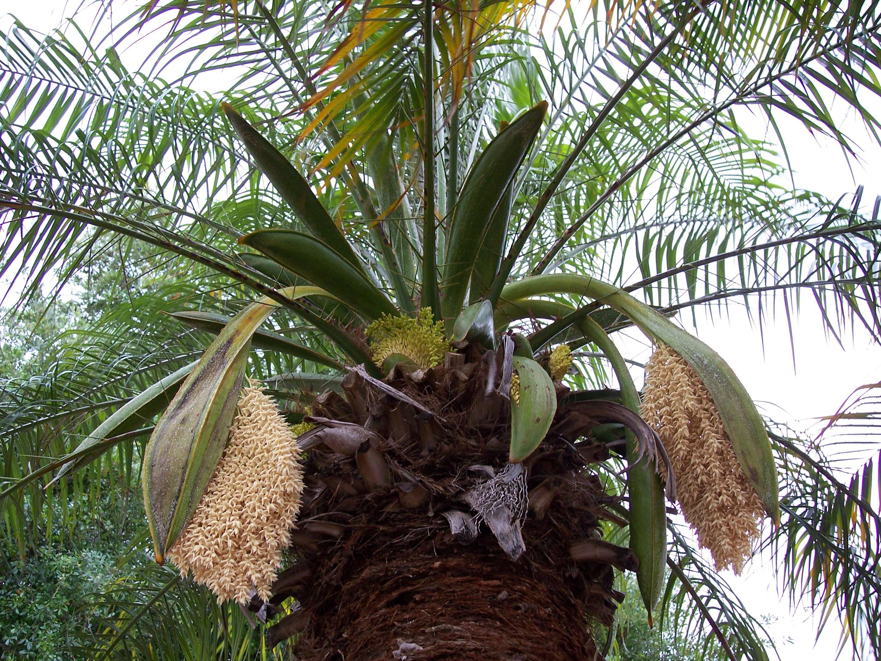 Image of pygmy date palm