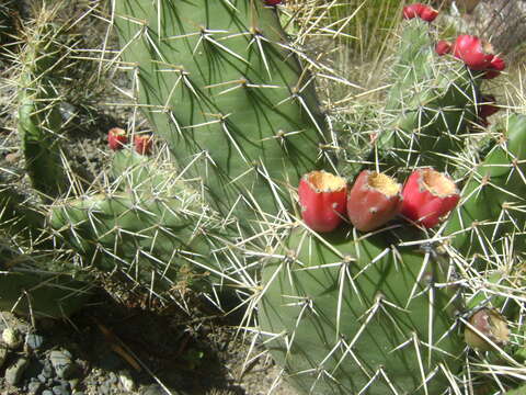 Image of Opuntia sulphurea G. Don ex Loudon