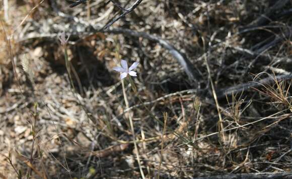 Image of Dianthus thunbergii Hooper