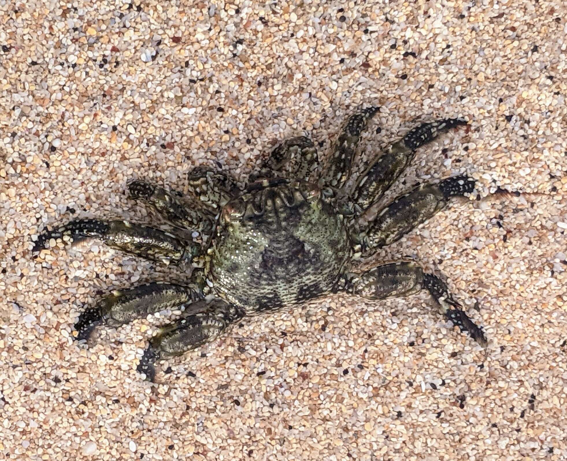 Image of scaly rock crab