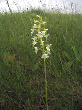 Слика од Platanthera chlorantha (Custer) Rchb.