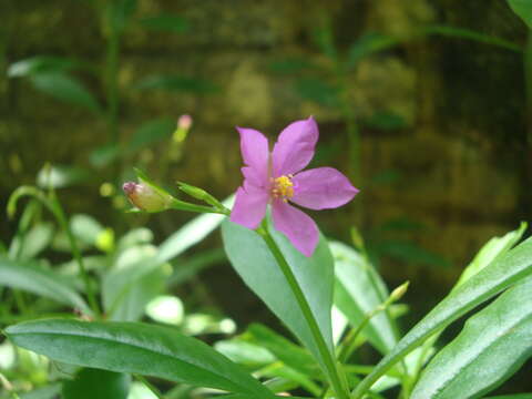 Image of Talinaceae