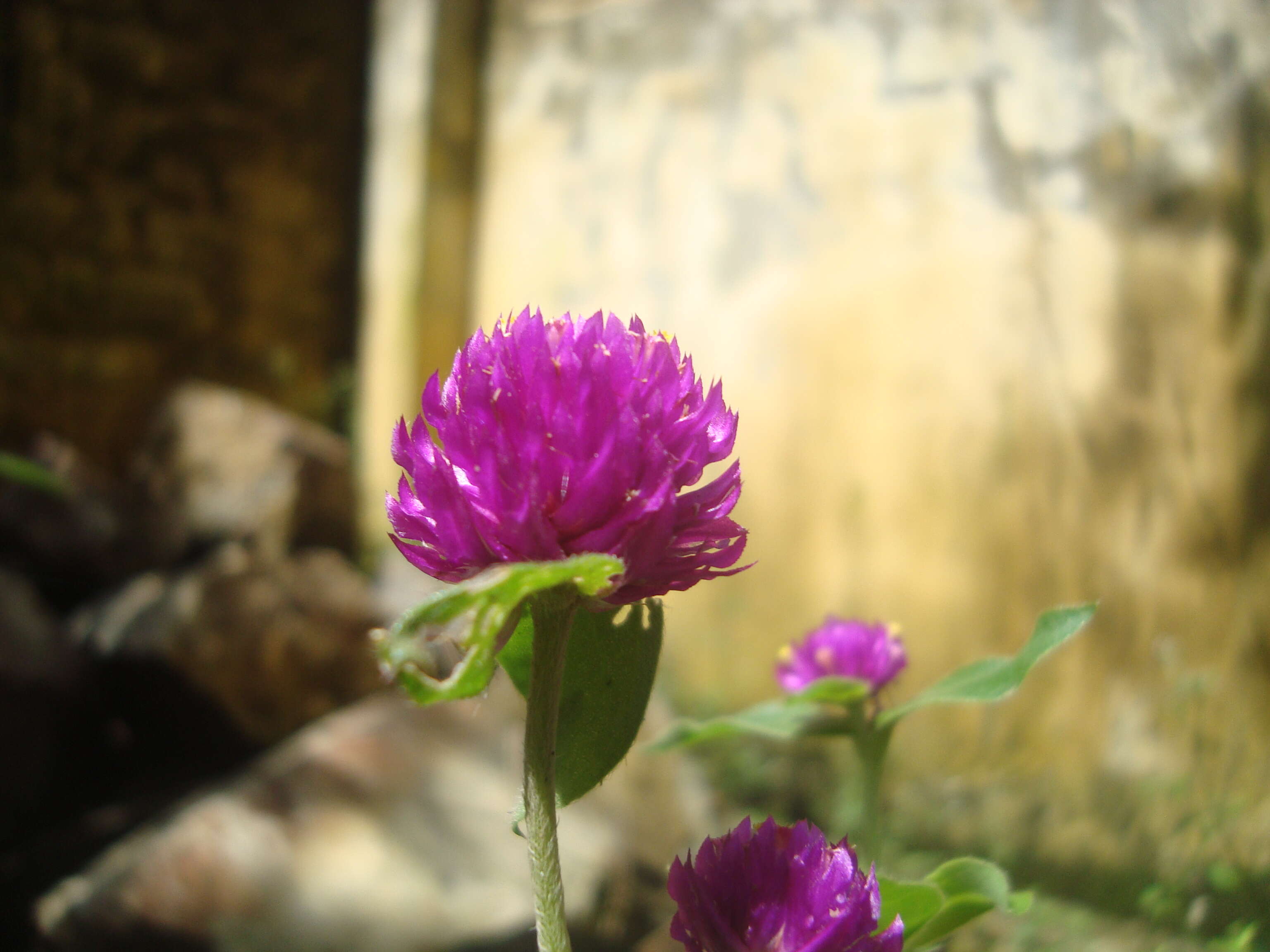 Image of Globe Amaranth