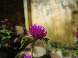 Imagem de Gomphrena globosa L.