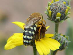 Image of Trichostictia J. Parker 1929