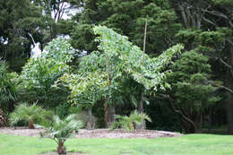 Image of Caryota obtusa Griff.