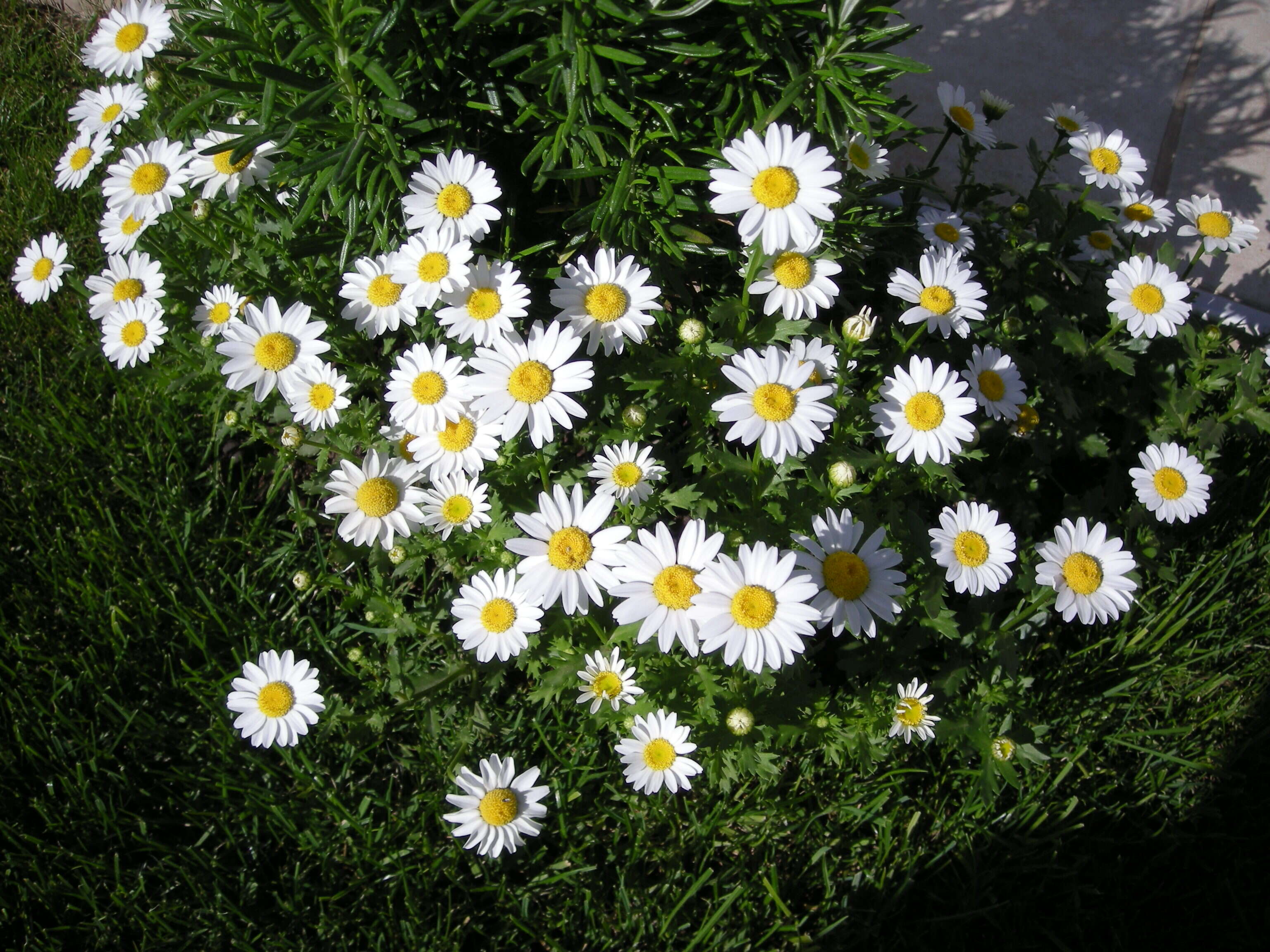 Sivun Leucanthemum paludosum kuva