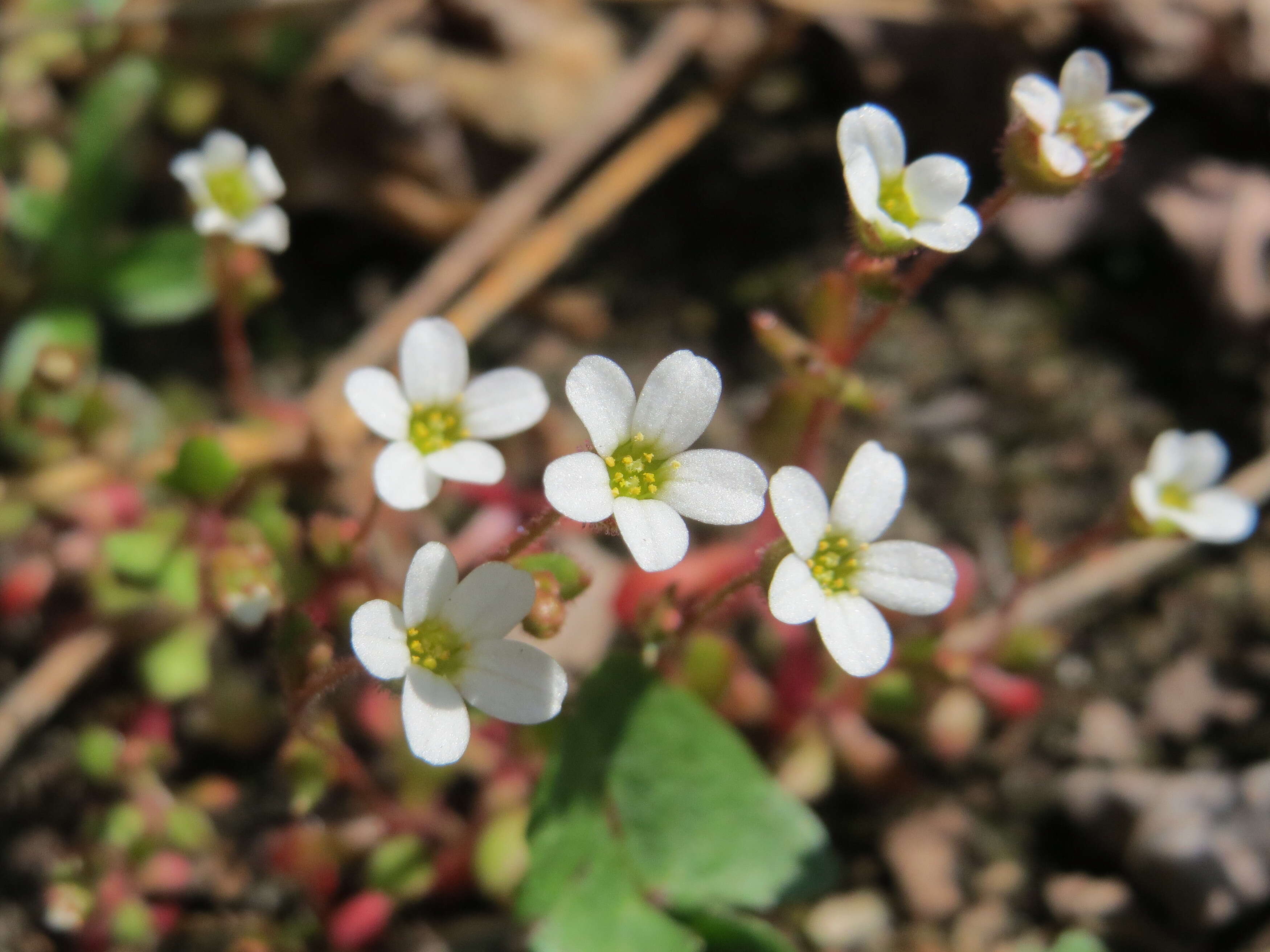 Image of nailwort