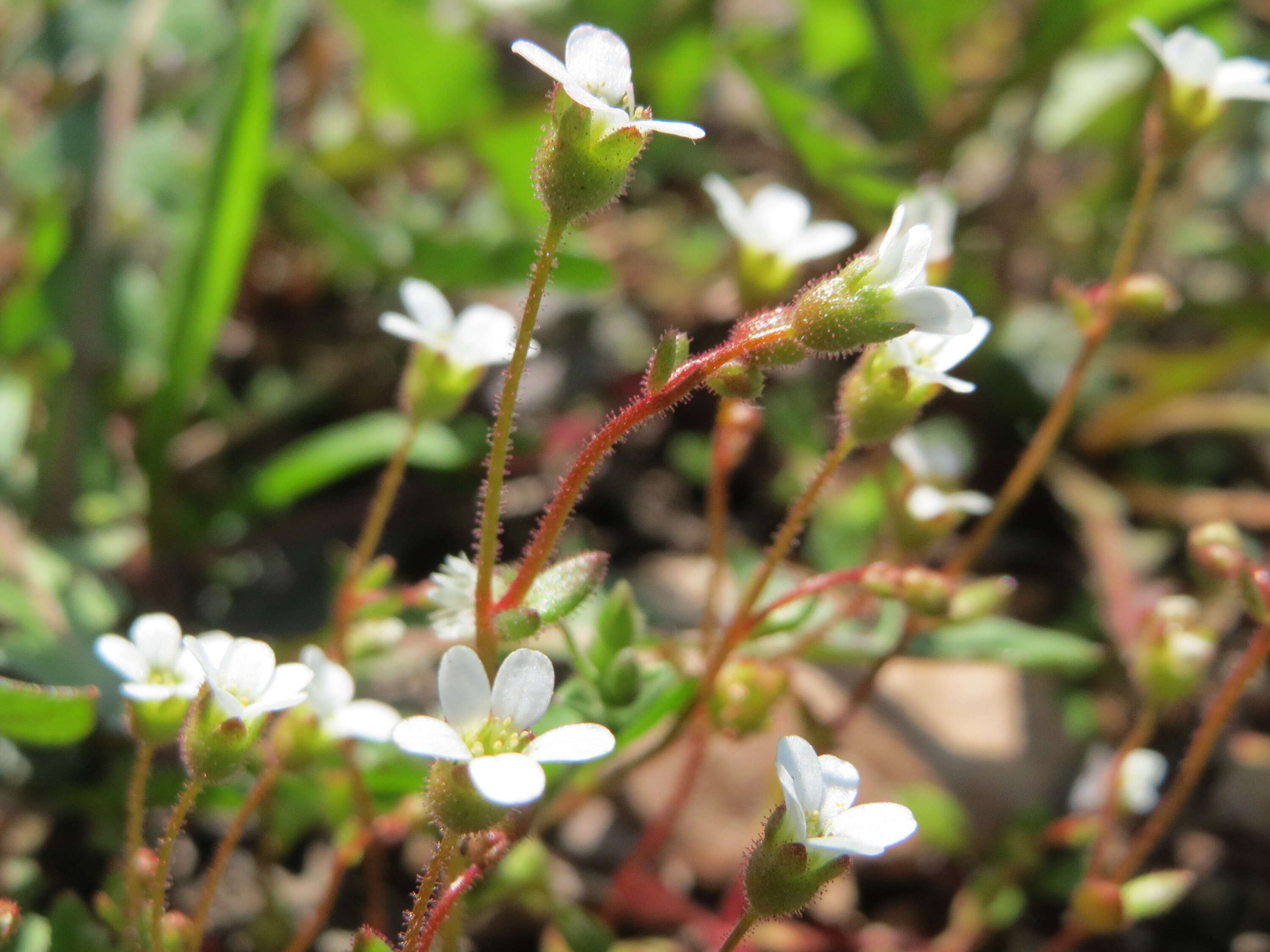 Image of nailwort