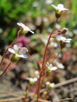 Image of nailwort