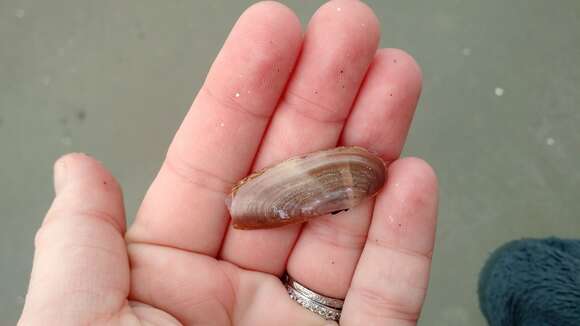 Image of Atlantic razor clam