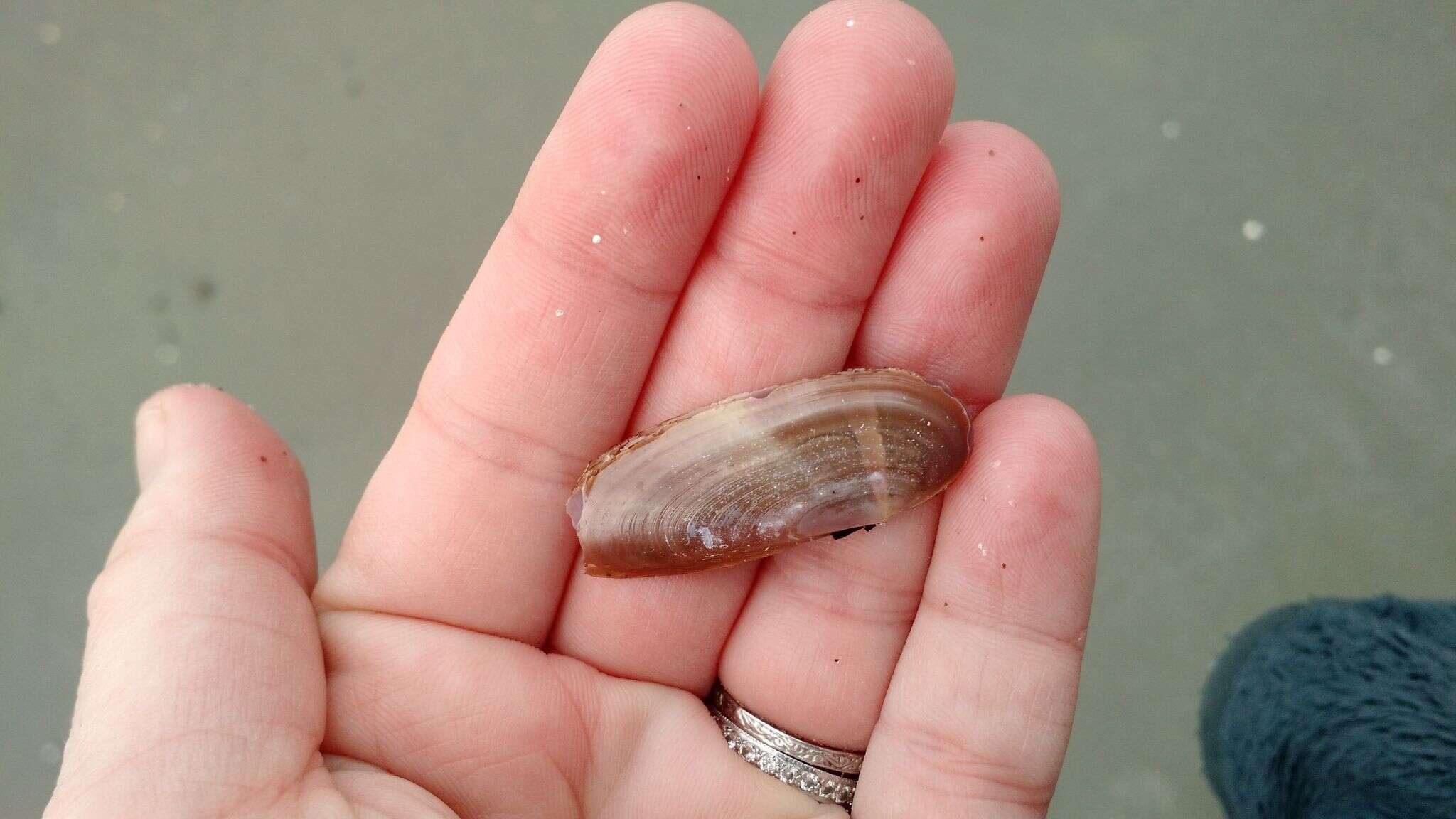 Image of Atlantic razor clam