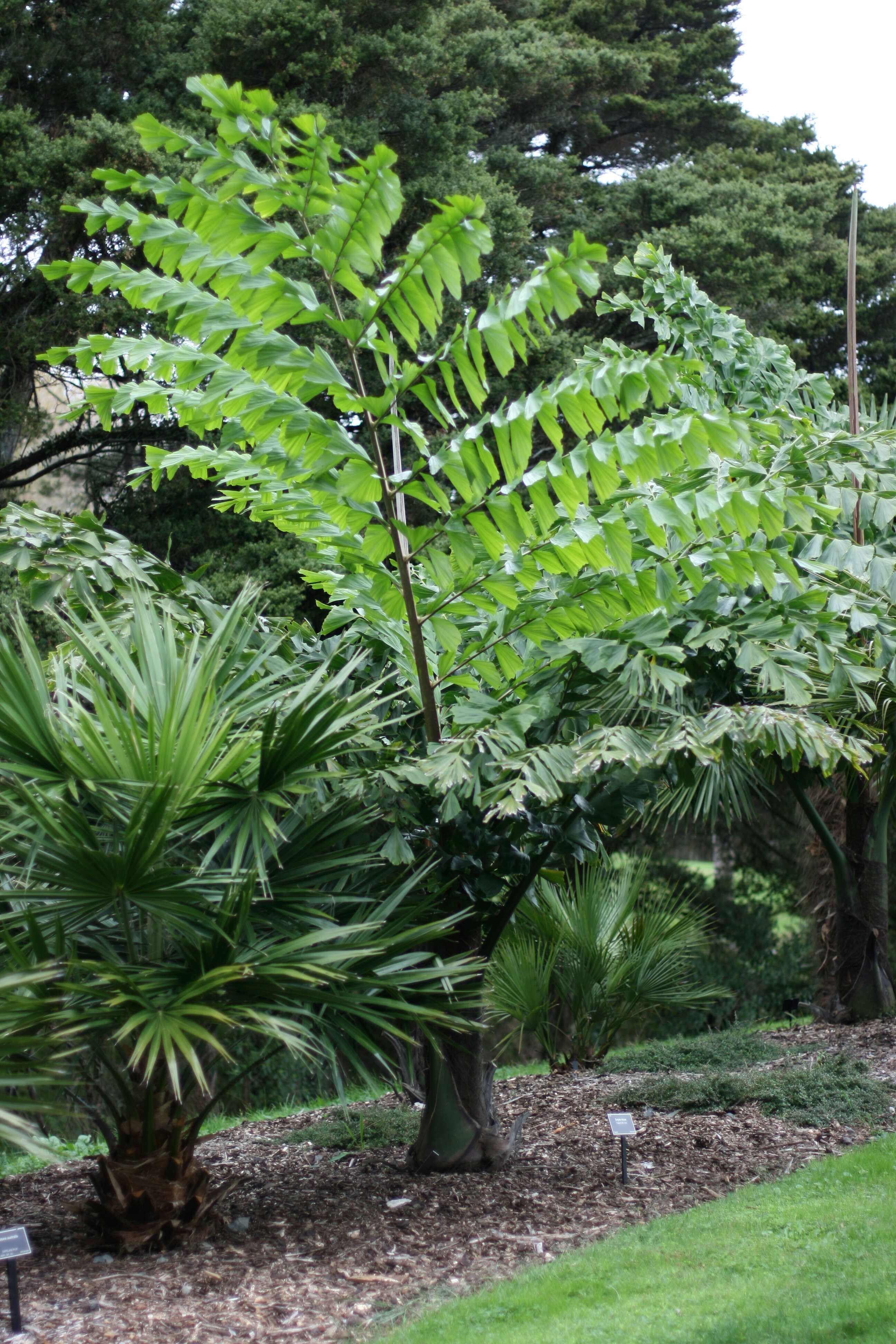 Image of Caryota obtusa Griff.