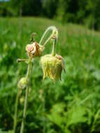 Image of Geum intermedium Ehrh.