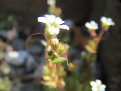 Image of nailwort