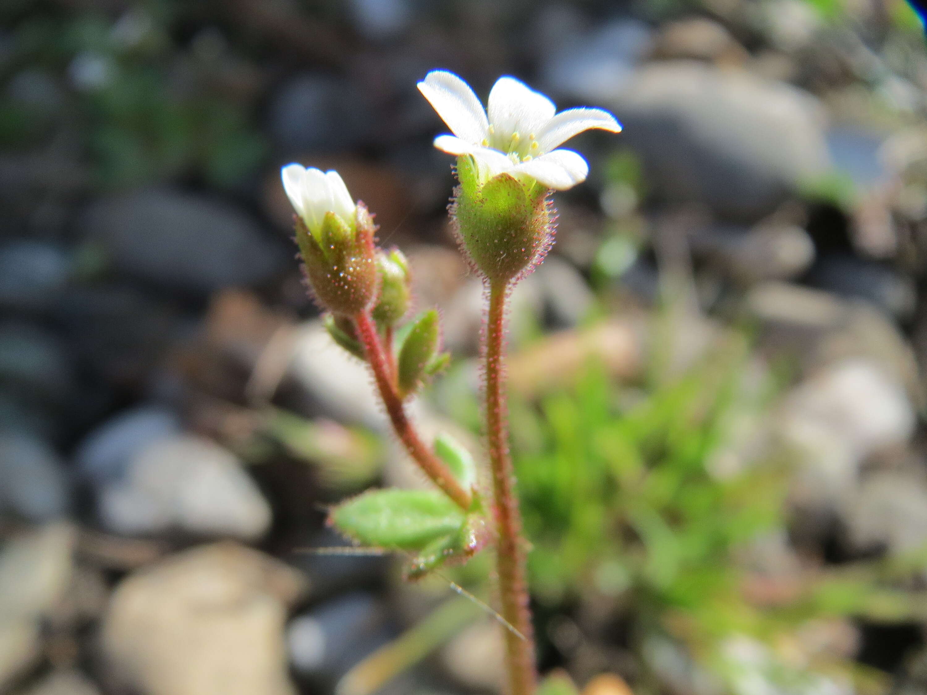 Image of nailwort