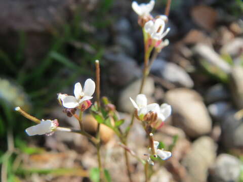 Image of nailwort