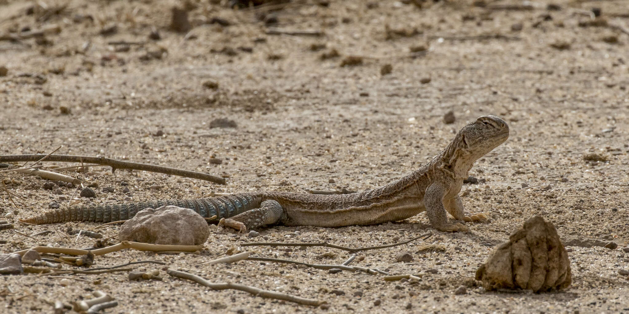 Image of Hardwick's spiny-tailed lizard