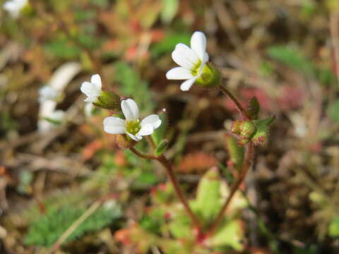 Image of nailwort