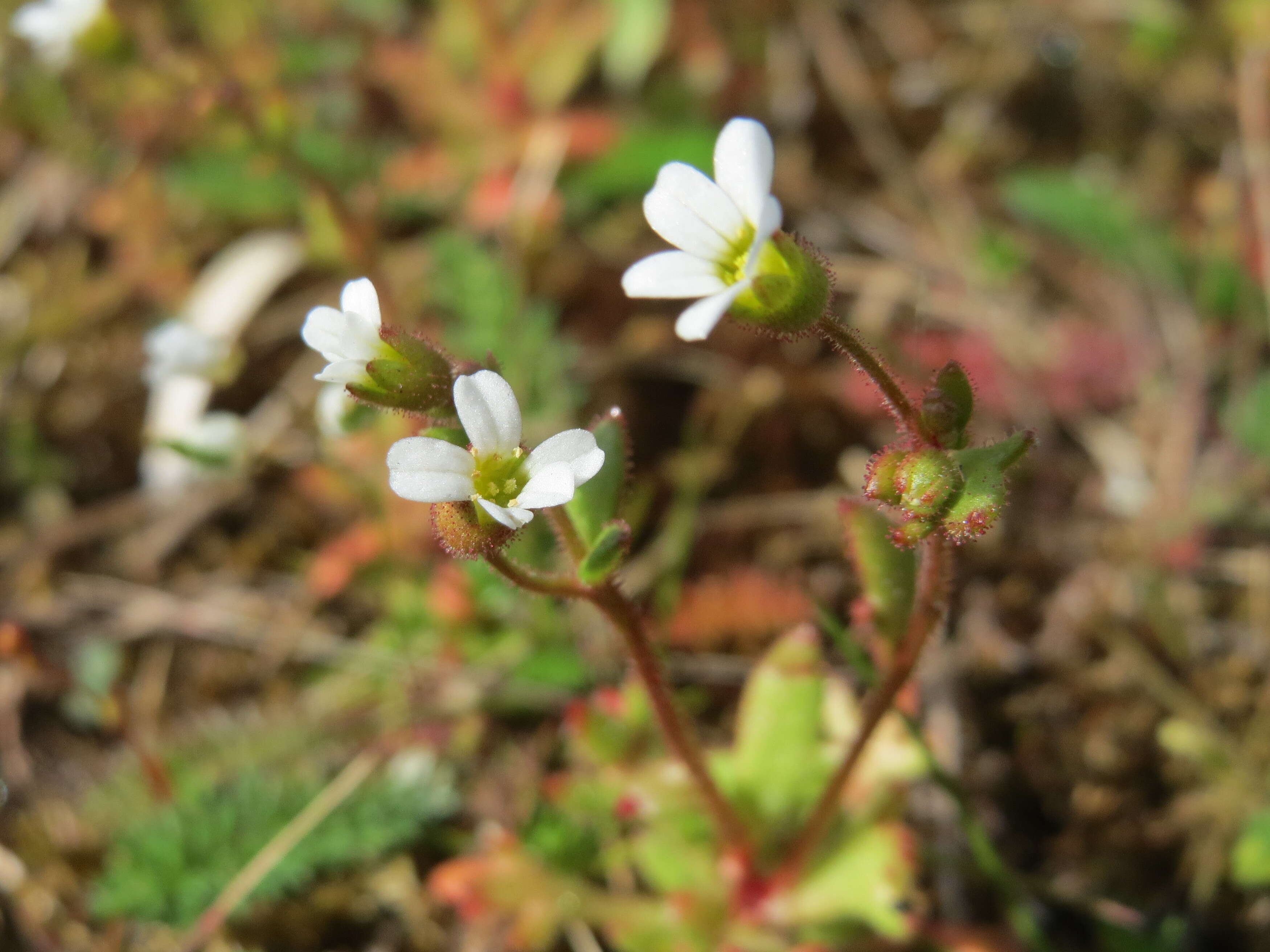 Image of nailwort