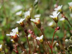 Image of nailwort