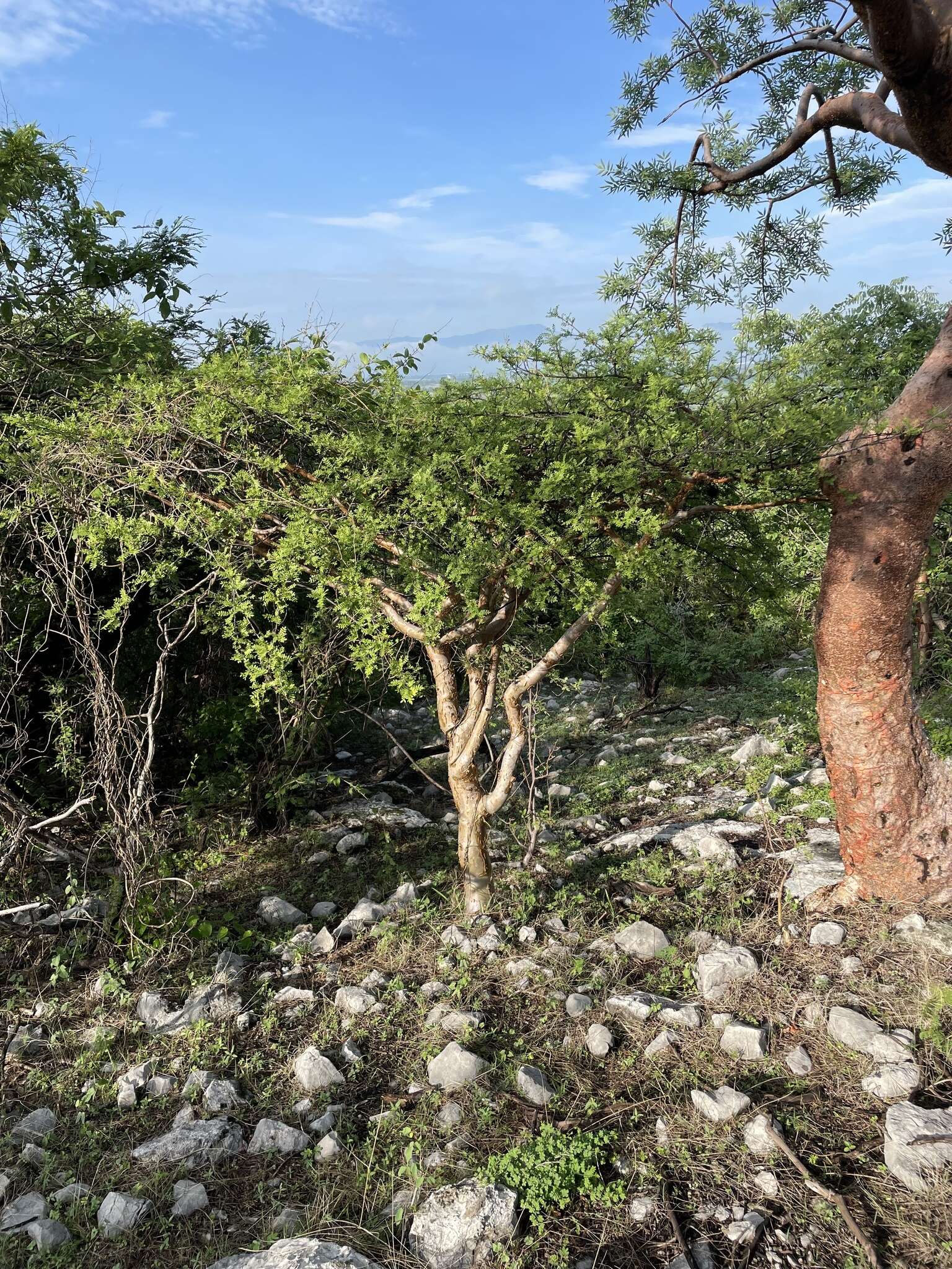 Plancia ëd Bursera aptera Ramirez