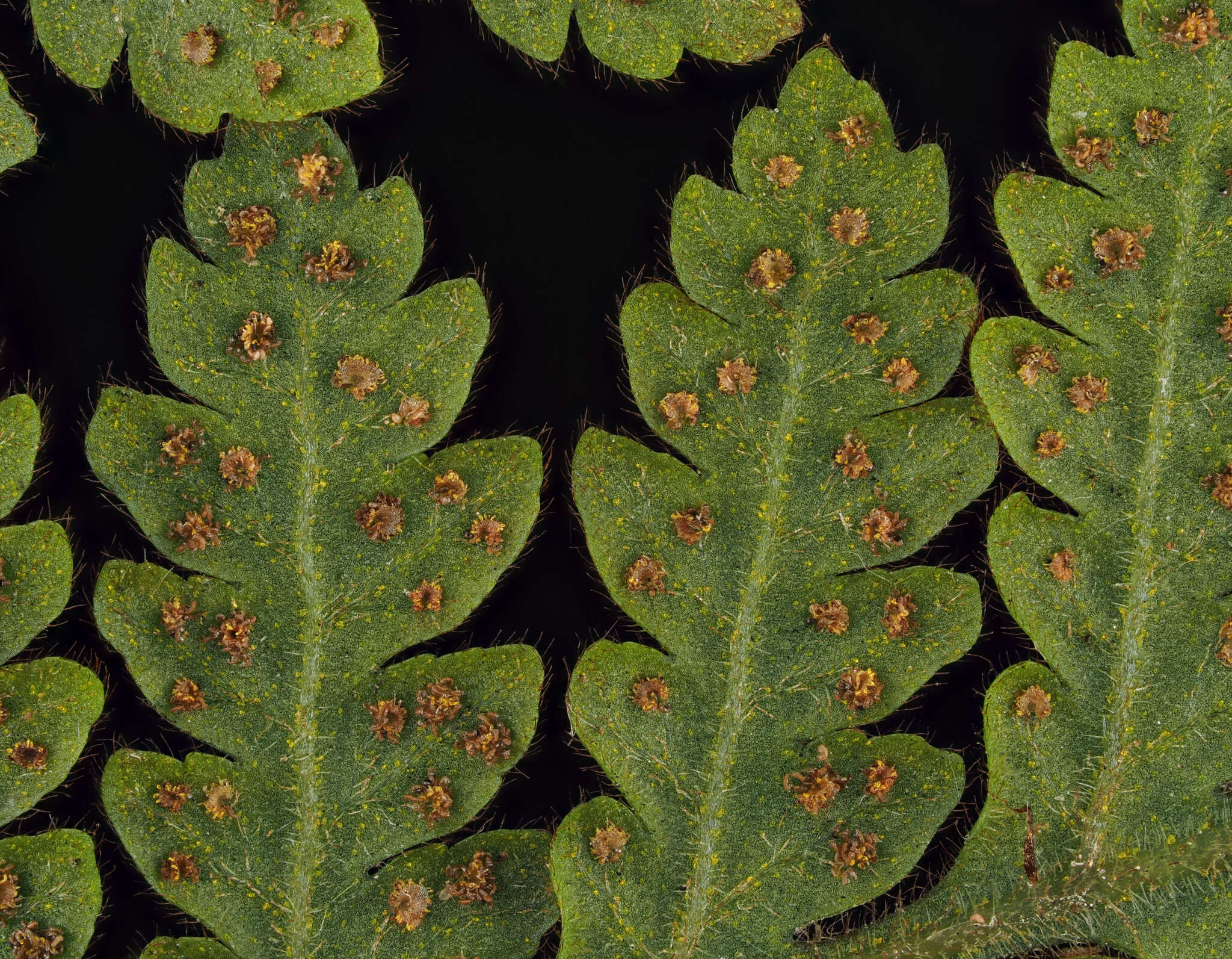 Image of Lastreopsis velutina (A. Rich.) Tindale