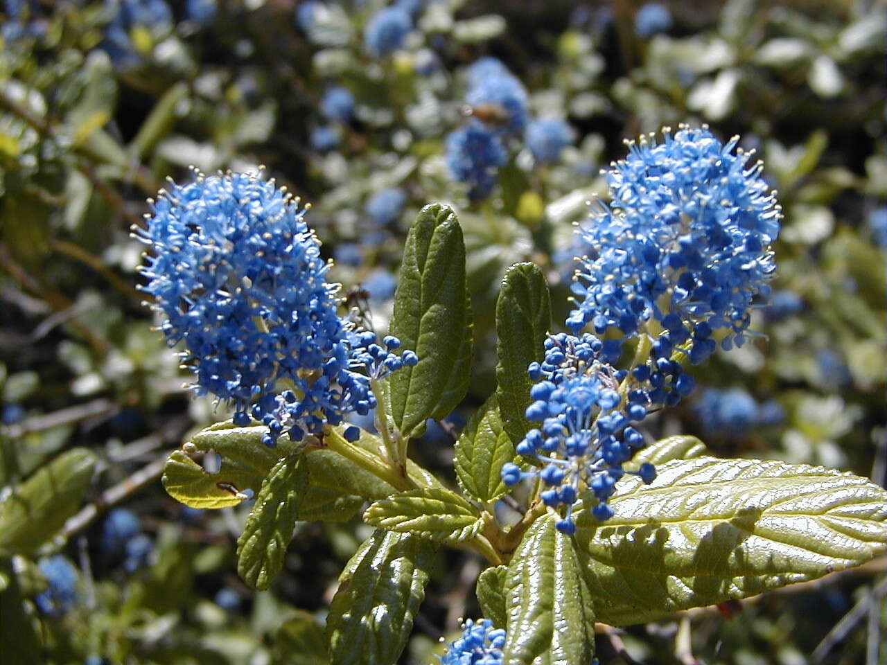 Image of blueblossom