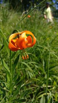 Image of Lilium carniolicum Bernh. ex W. D. J. Koch