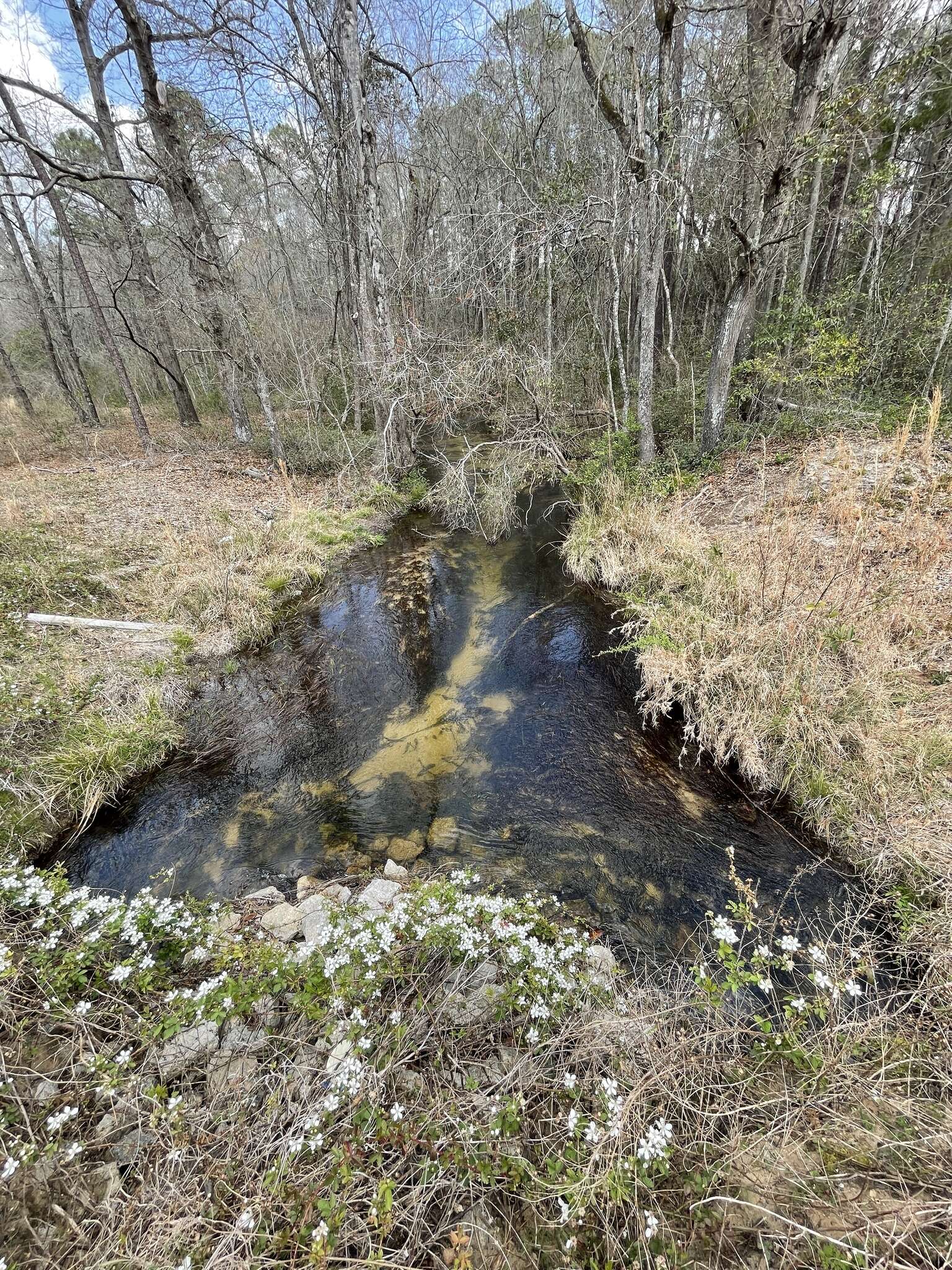 Sivun Schoenoplectus etuberculatus (Steud.) Soják kuva