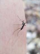 Image of Aedes triseriatus (Say 1823)