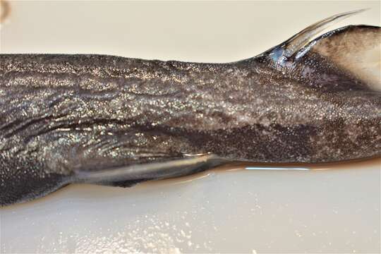 Image of Smooth Lanternshark