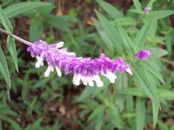 Imagem de Salvia leucantha Cav.