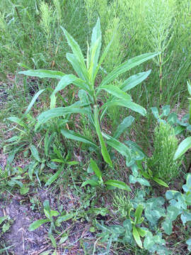 Image of Canada goldenrod