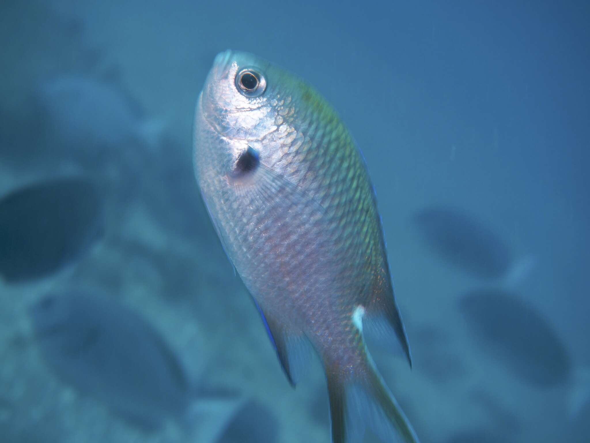 Image of Pearl-spot Chromis