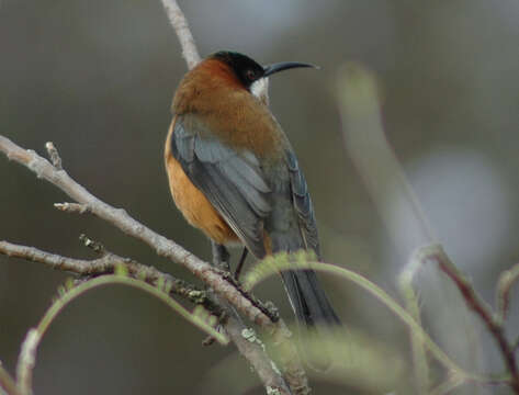 Image of Spinebill