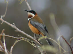 Image of Spinebill