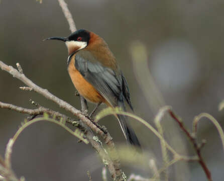 Plancia ëd Acanthorhynchus Gould 1837