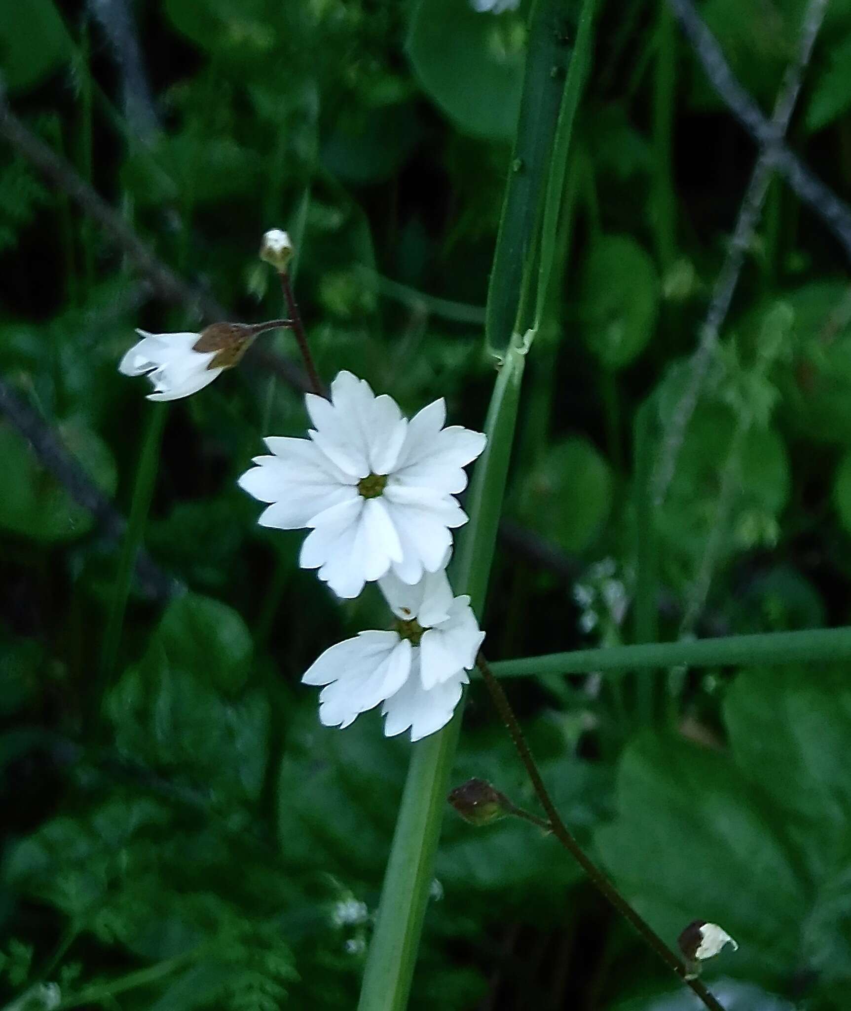 Image of San Francisco woodland-star