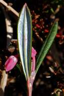 Image of bog rosemary