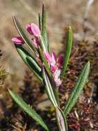 Image of bog rosemary