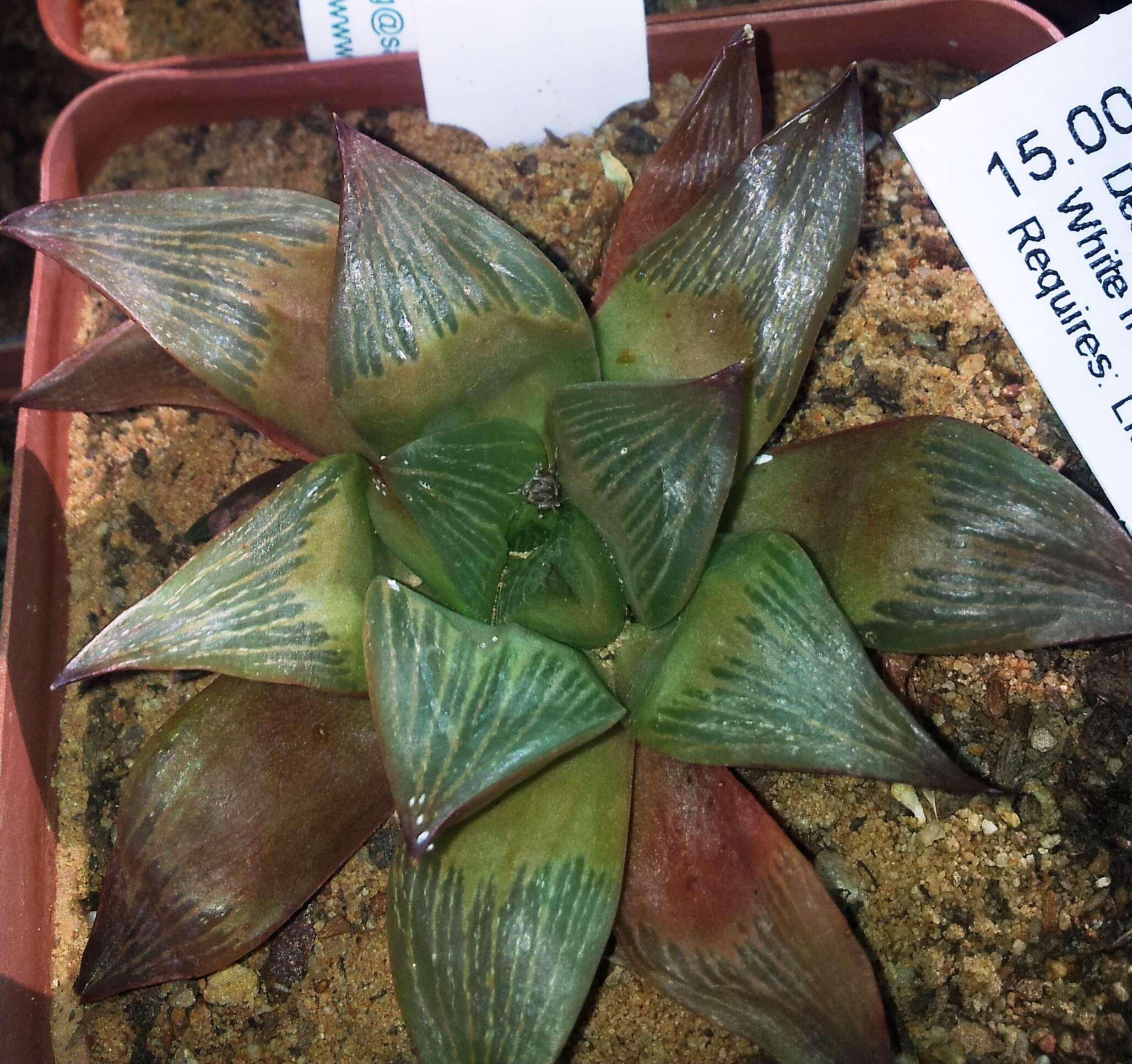 Haworthia retusa (L.) Duval resmi