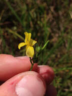 Слика од Linum sulcatum Riddell