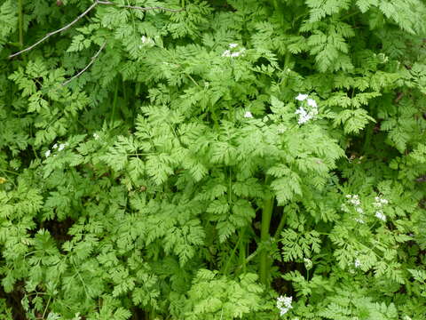 Image of garden chervil