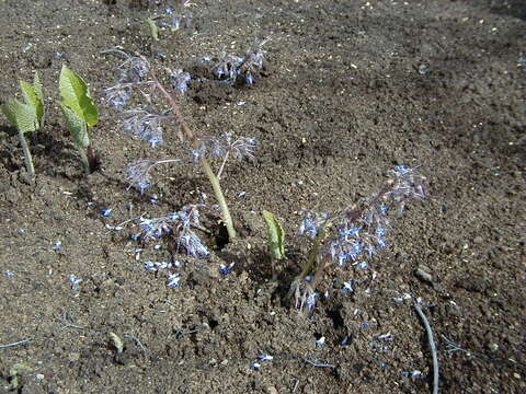 Image of Trachystemon orientalis