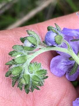 Phacelia maculata Wood的圖片