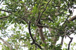 Image of Malaysian Pied Fantail