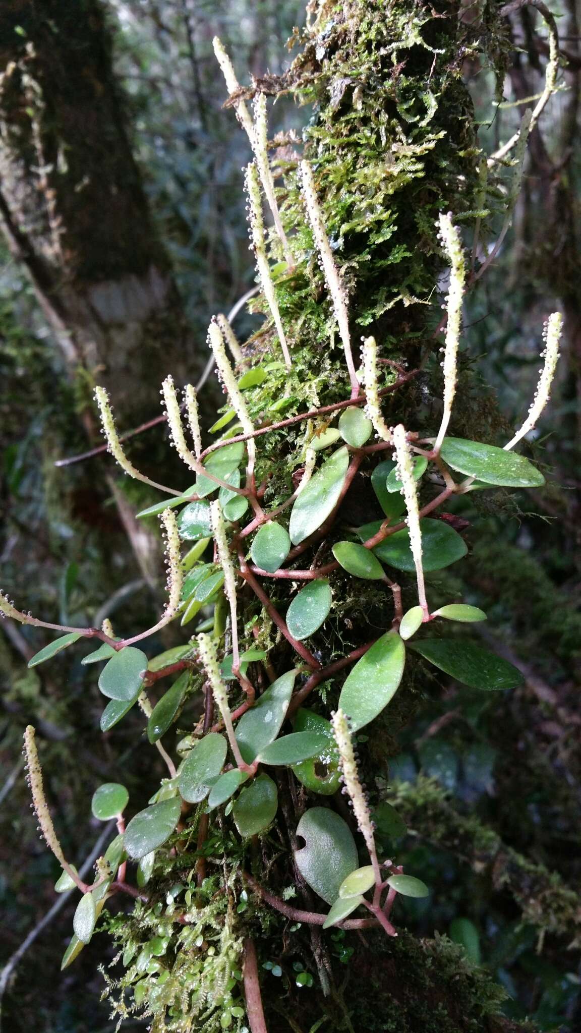 Image of Peperomia trichophylla Baker