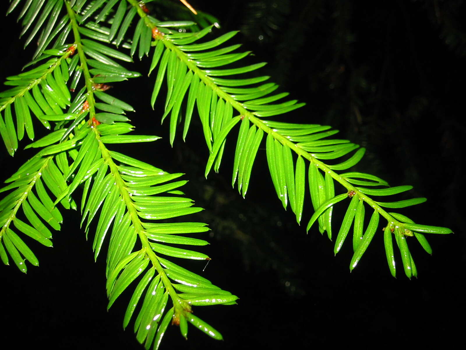 Sivun Taxus brevifolia Nutt. kuva