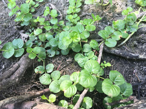 Слика од Lysimachia nummularia L.